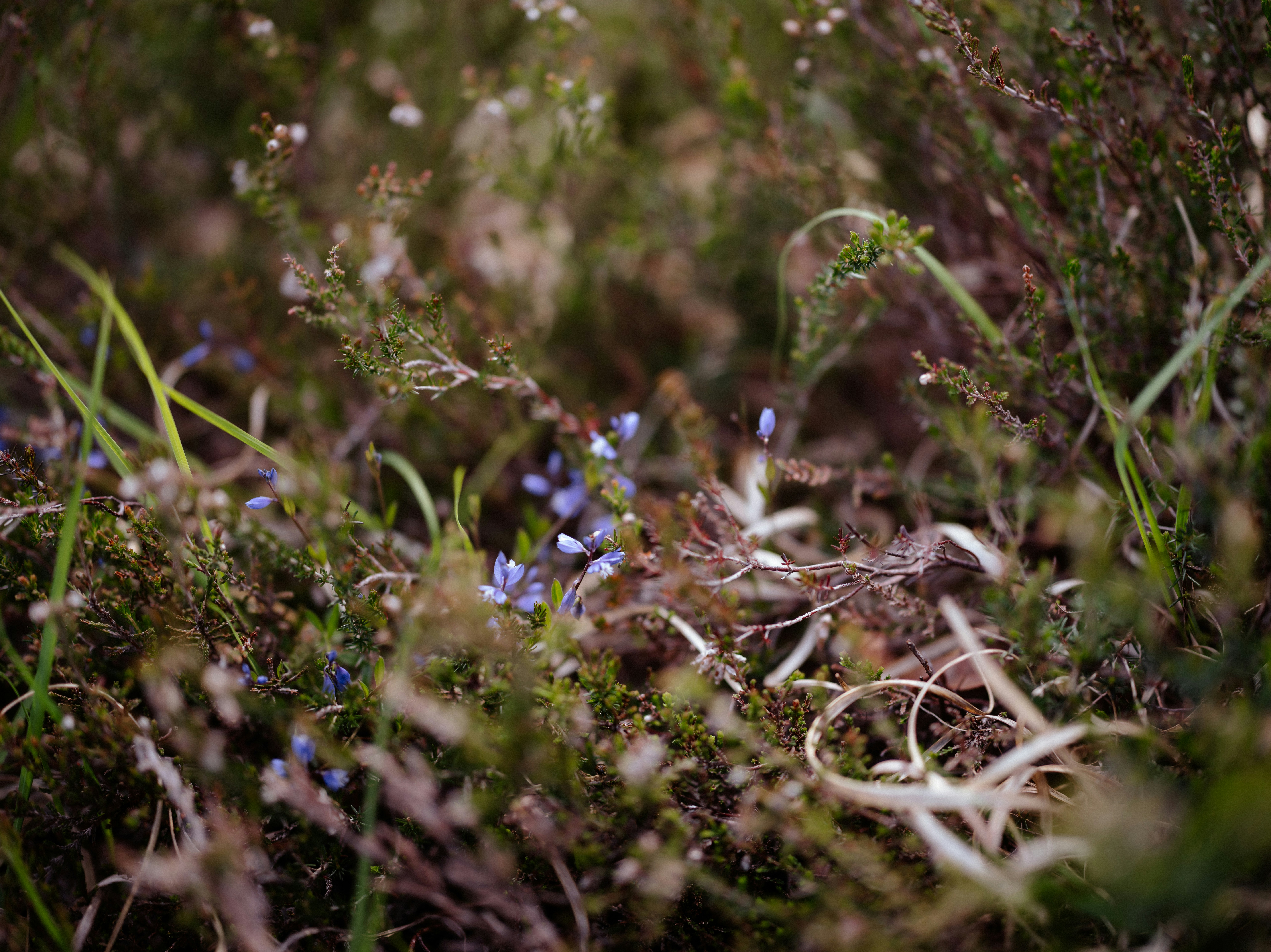 A close up of some grass and flowers photo Free Wildflowers Image on