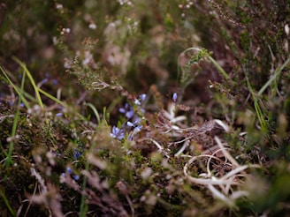 Close-up of delicate wildflowers growing among forest undergrowth