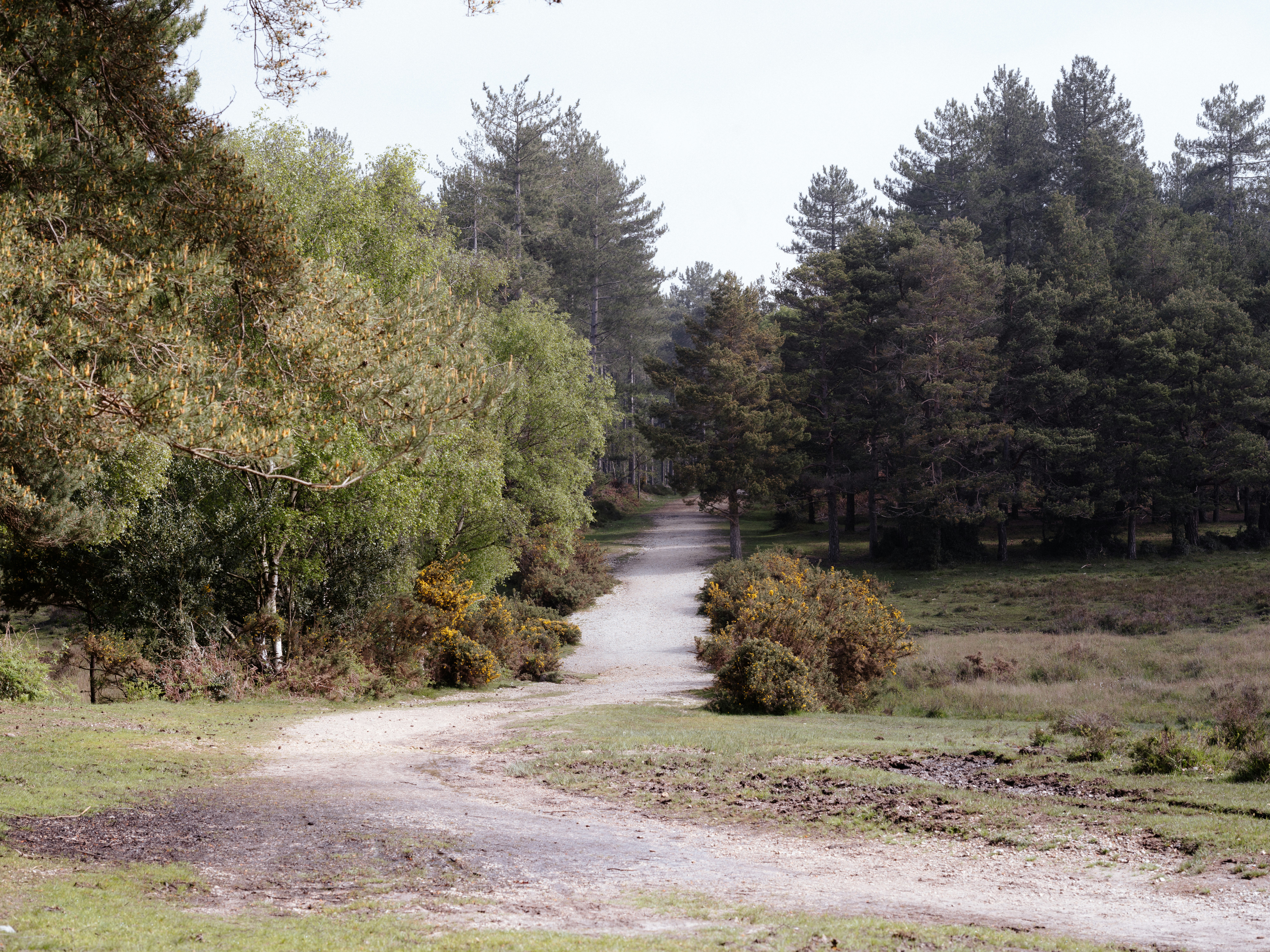 a dirt road in the middle of a forest