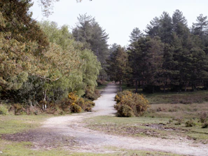 A winding dirt path inviting a slow walk through vibrant natural scenery.