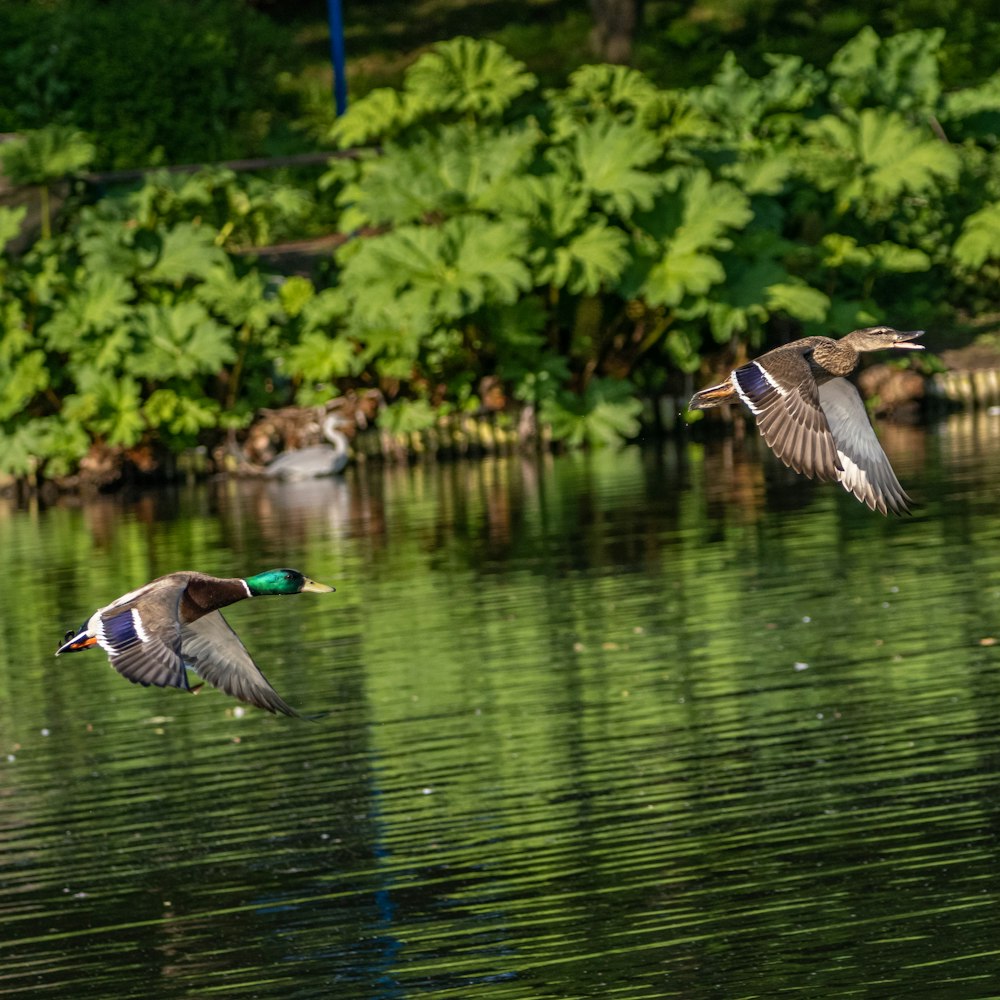 a couple of ducks flying over a body of water