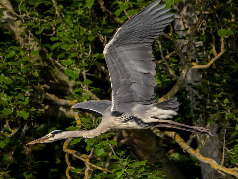 a large bird flying over a lush green forest