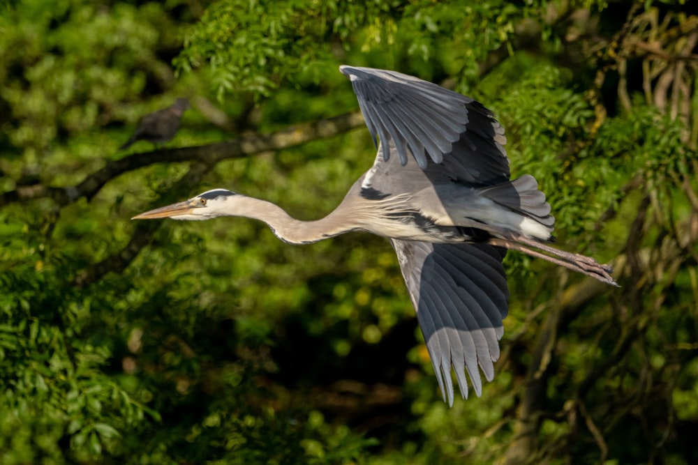 a large bird flying over a lush green forest