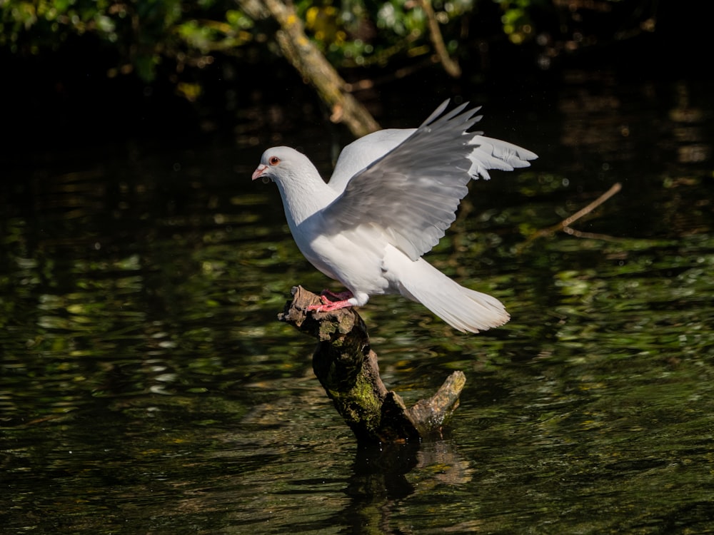 a white bird flying over a body of water