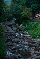 a river running through a lush green forest