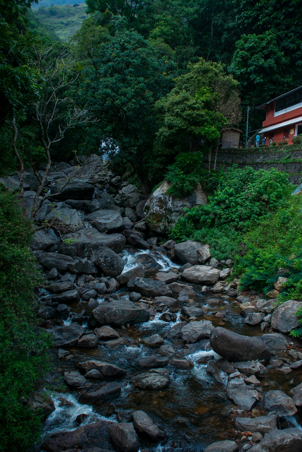 une rivière qui coule à travers une forêt verdoyante