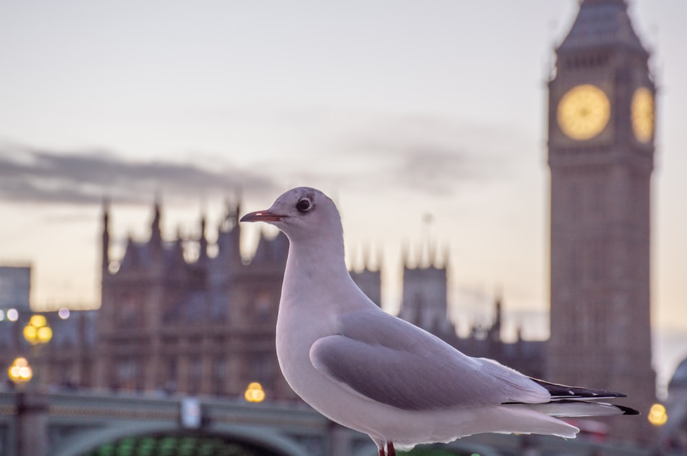 a seagull standing on a post in front of a clock tower