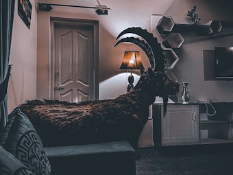 A large, horned animal resembling a goat is inside a dimly lit room. The room includes a closed door, a lit table lamp casting a warm glow, a white cabinet, hexagonal wall shelves, a television, and some decorative items. The animal stands beside the lamp, creating striking shadows on the adjacent wall. A couch with a patterned pillow is partially in the frame on the left.