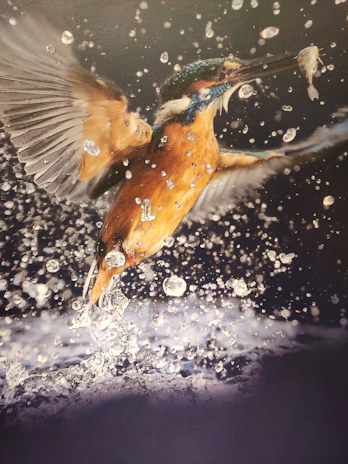 A kingfisher mid-dive, captured just above the water surface with droplets sparkling.