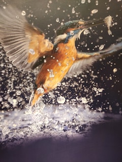 A vividly captured moment of a kingfisher mid-flight, emerging from the water with droplets scattering around. The bird is clutching a small fish in its beak, wings outstretched, showcasing its vibrant blue and orange feathers against a blurred dark background.
