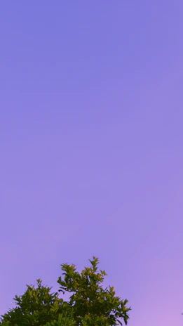 Hands planting a young tree symbolizing growth and sustainable change under a purple sky.