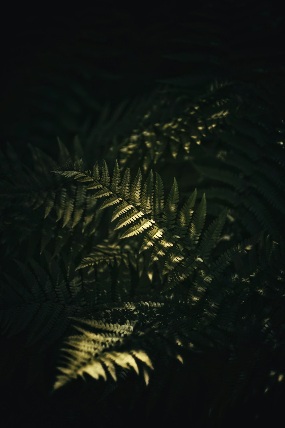 a close up of a fern leaf in the dark