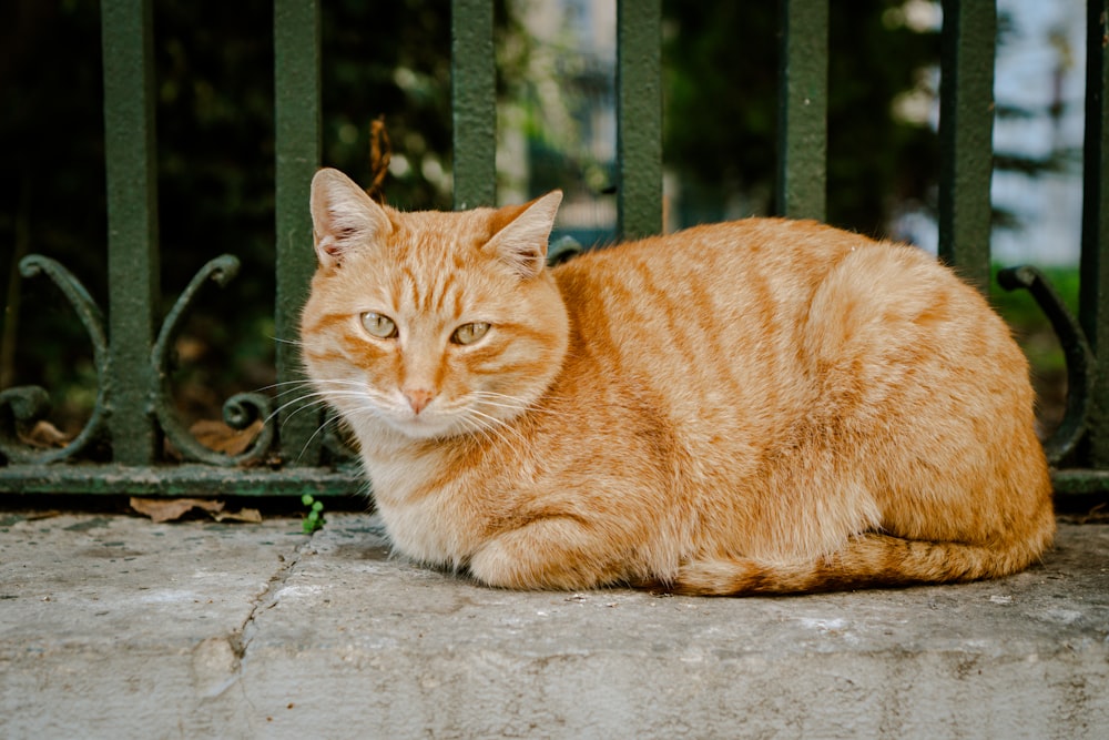 an orange cat sitting on the ground in front of a gate