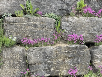 A retaining wall made of stacked stone, supporting a vibrant flower bed above
