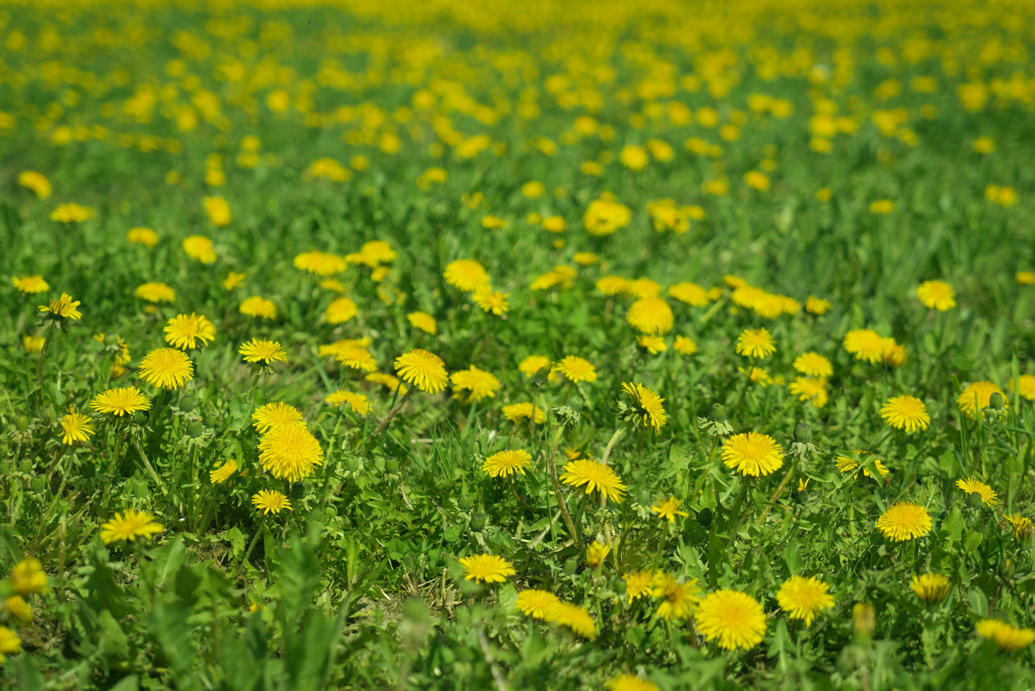 Photo by artem_skokov