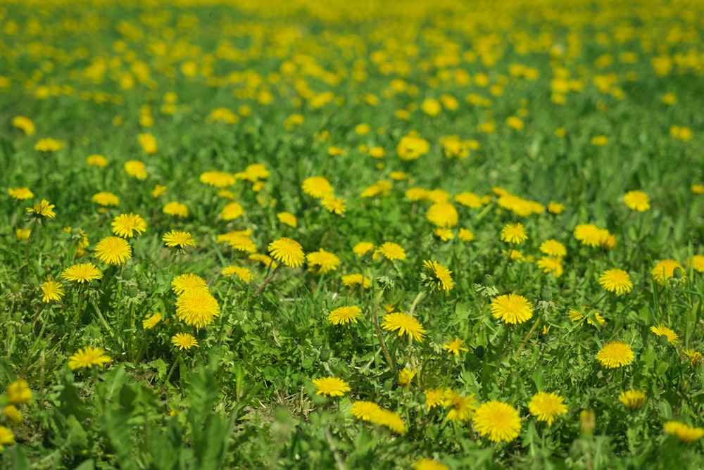 a field full of yellow dandelions and green grass