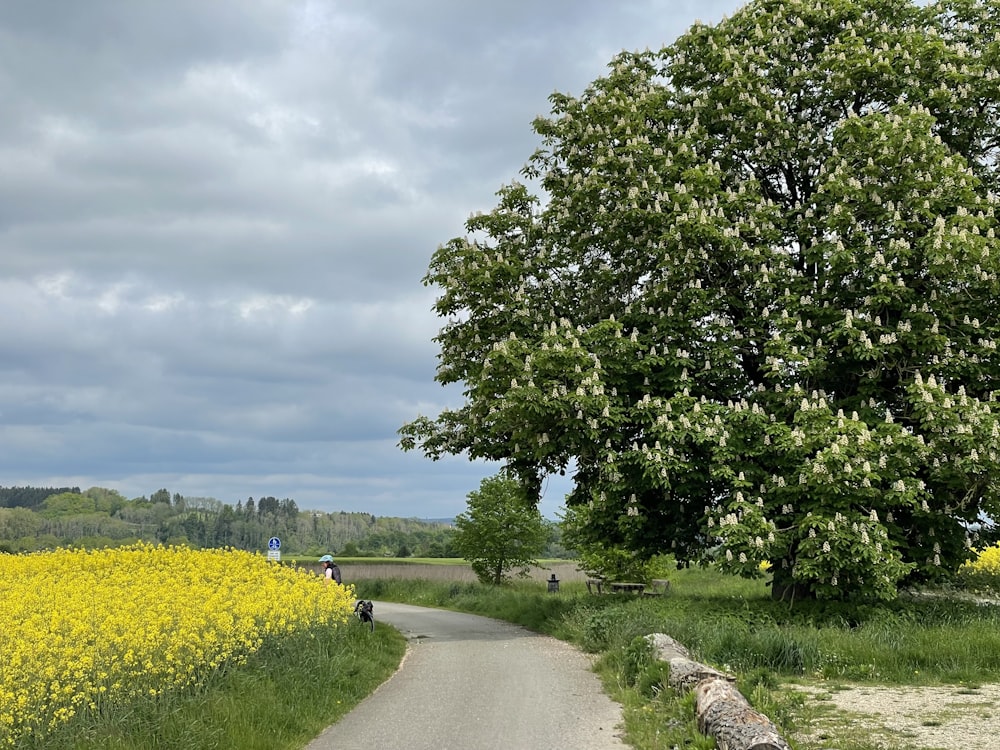 uma pessoa andando de bicicleta por uma estrada rural