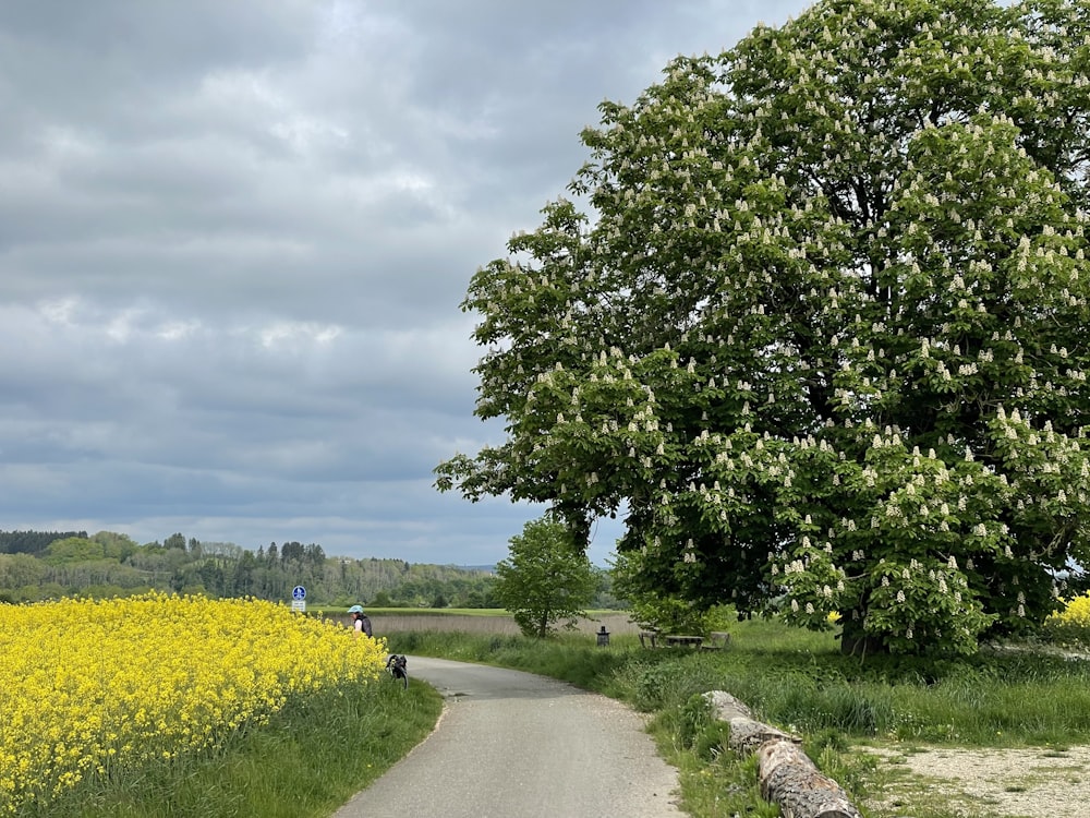 a person riding a bike down a country road