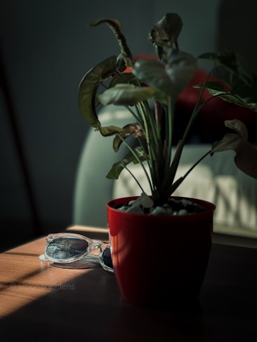 A potted plant with large, dark green leaves is placed on a wooden surface. The plant is in a vibrant red pot. Nearby, a pair of transparent sunglasses rests on the table, partially in shadow. Soft light enters from the side, creating a warm, serene atmosphere with gentle shadows on the surface.