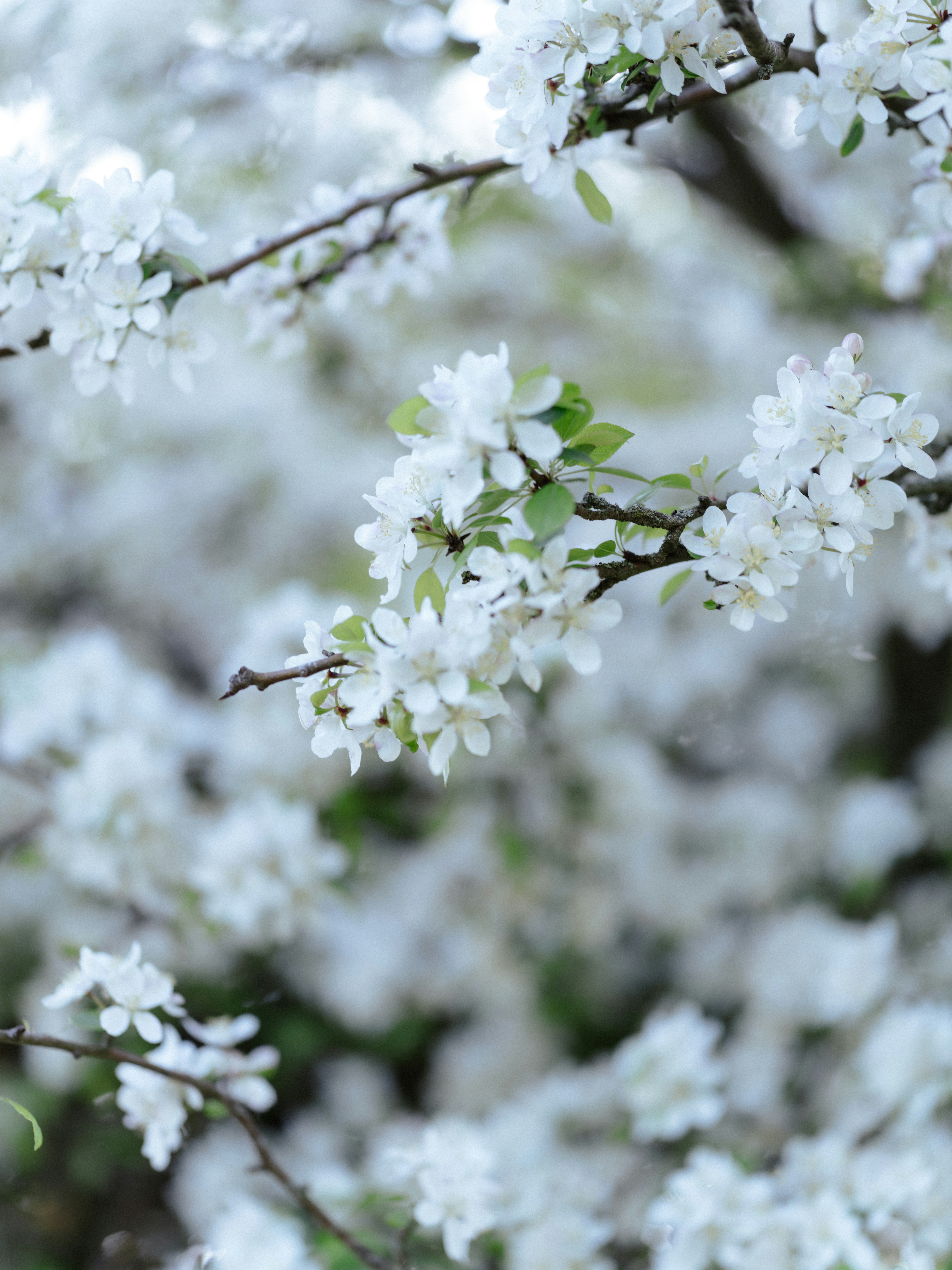 Photo by anniespratt