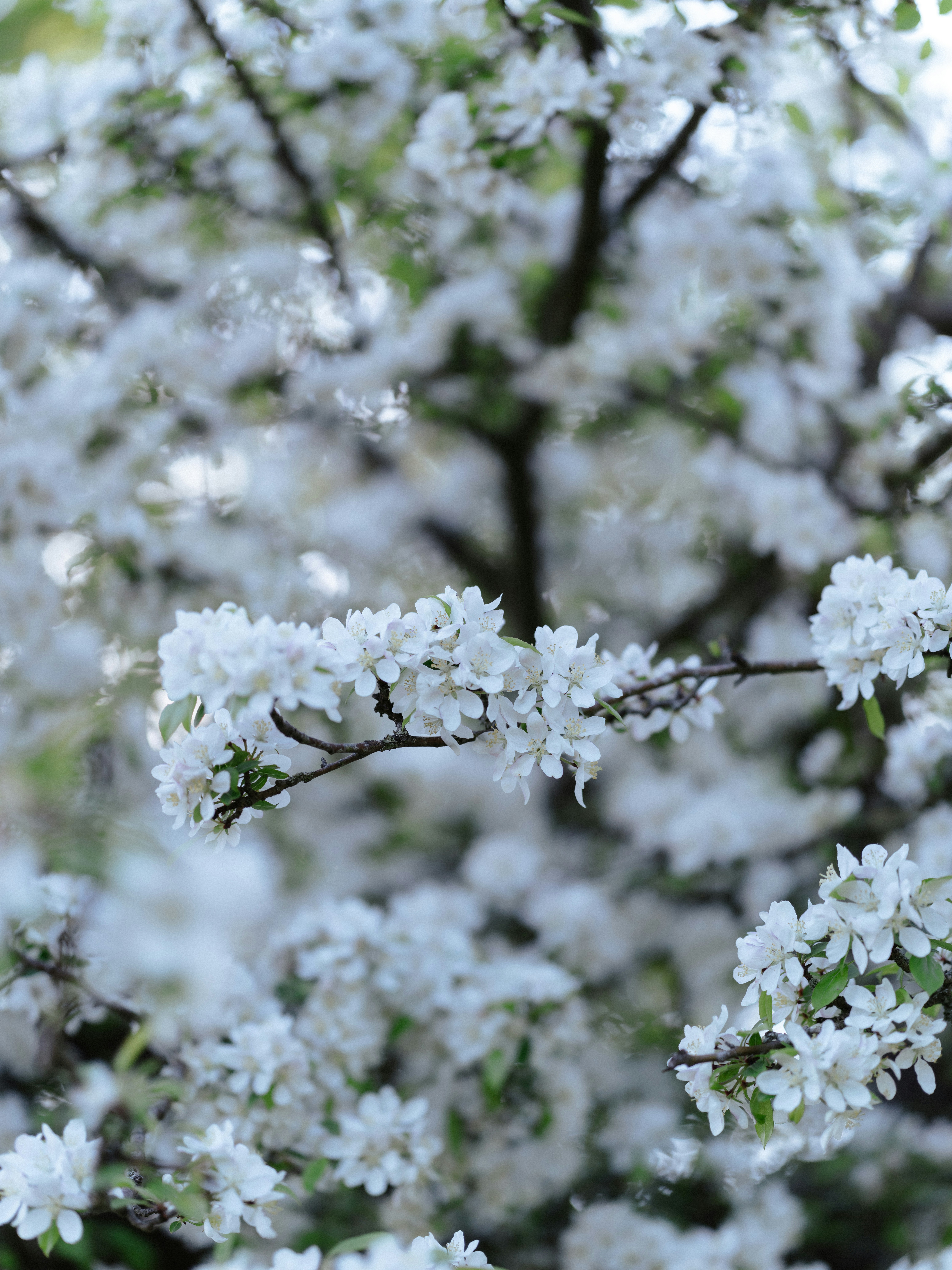 Photo by anniespratt