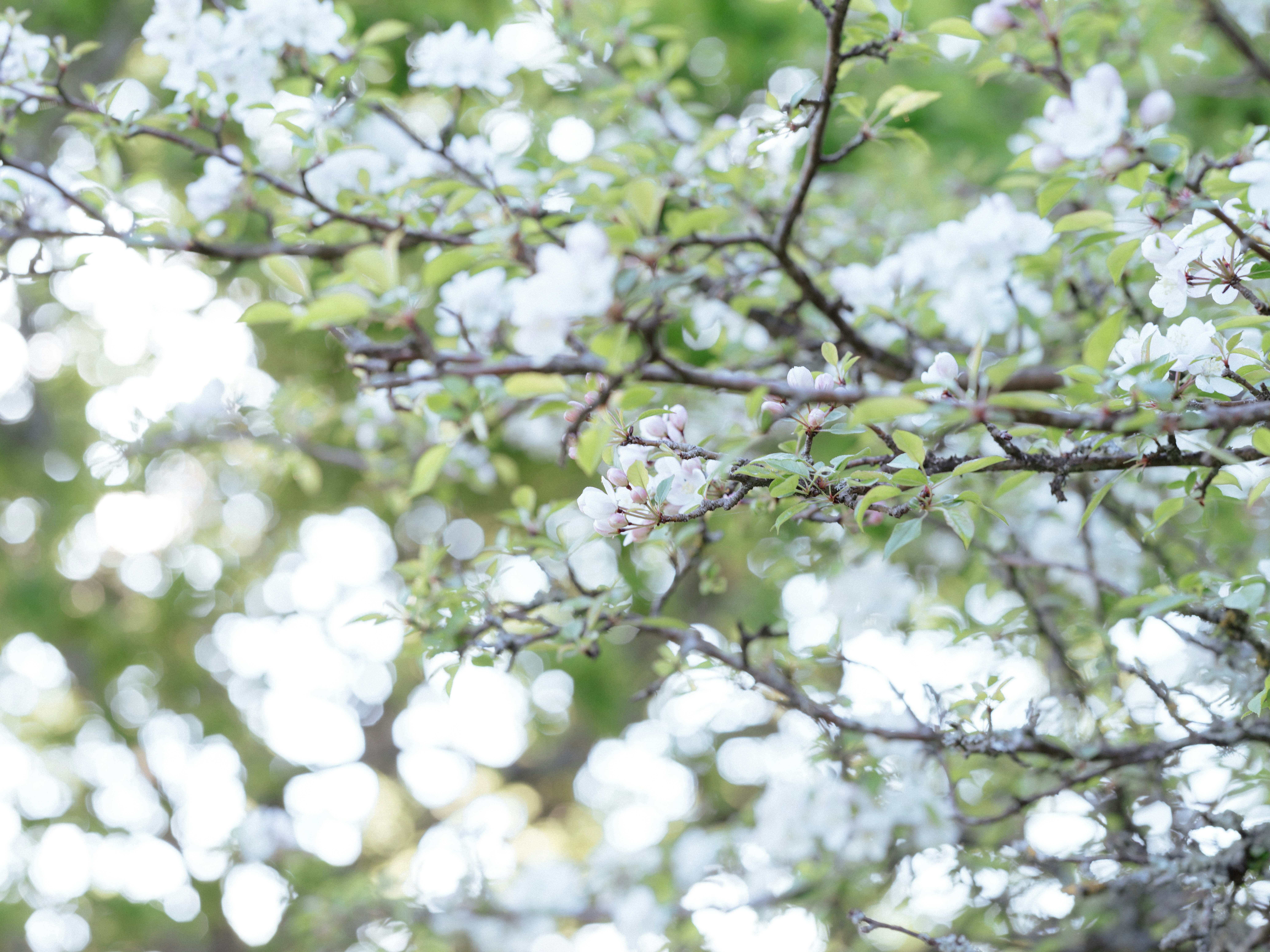 Photo by anniespratt