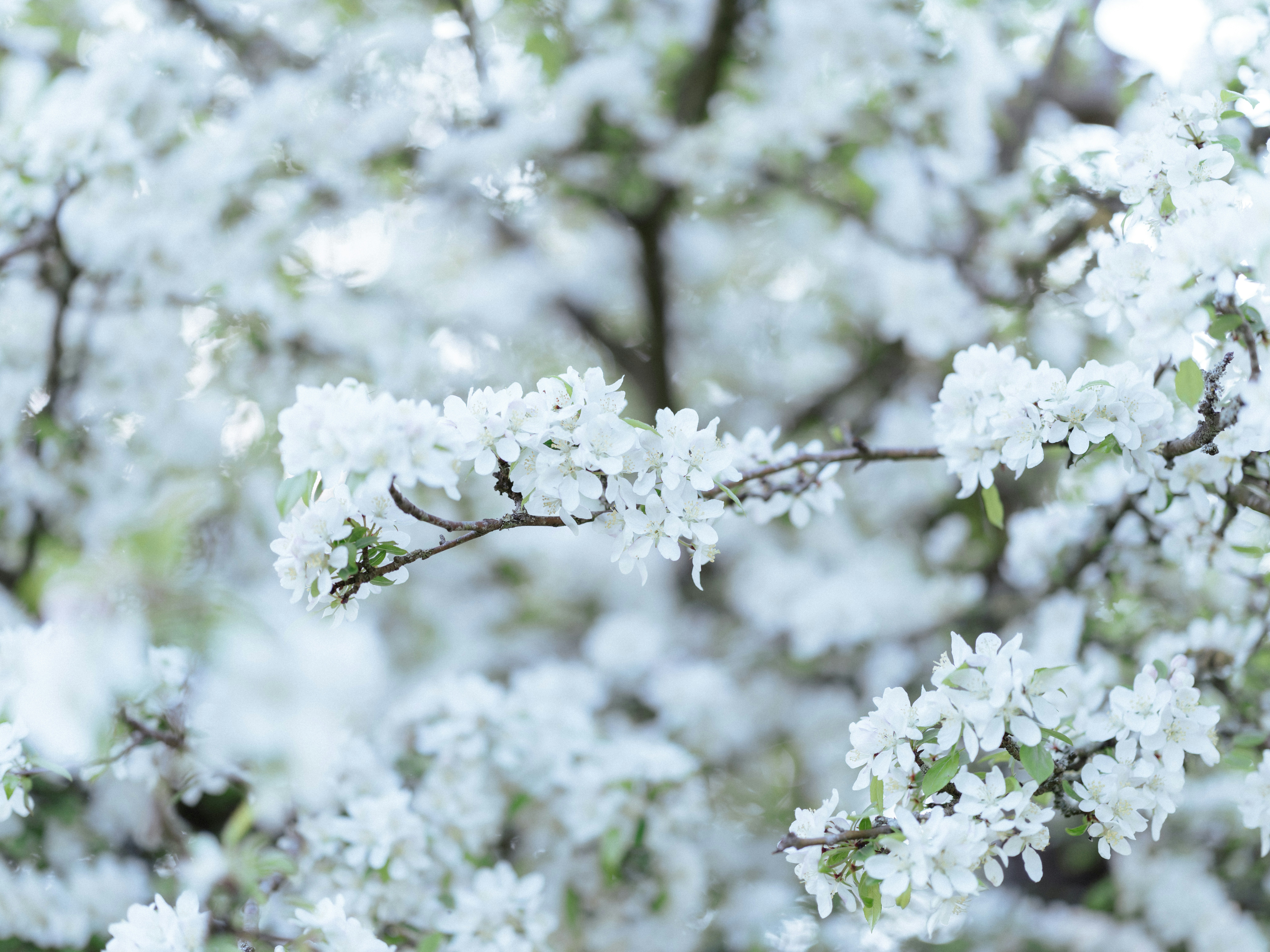 Photo by anniespratt