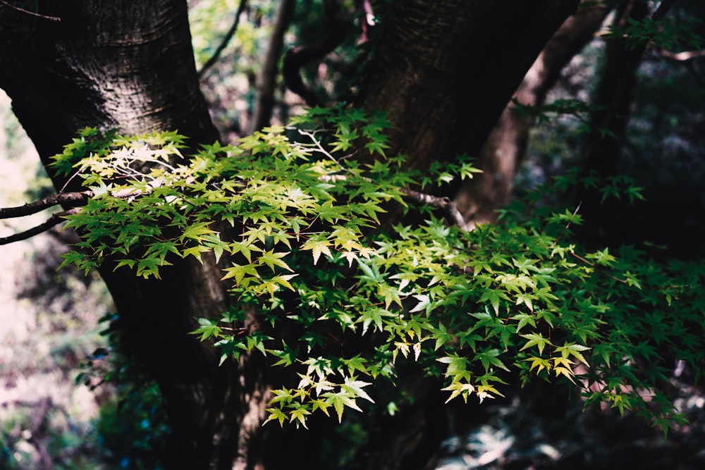 a tree with green leaves in a forest