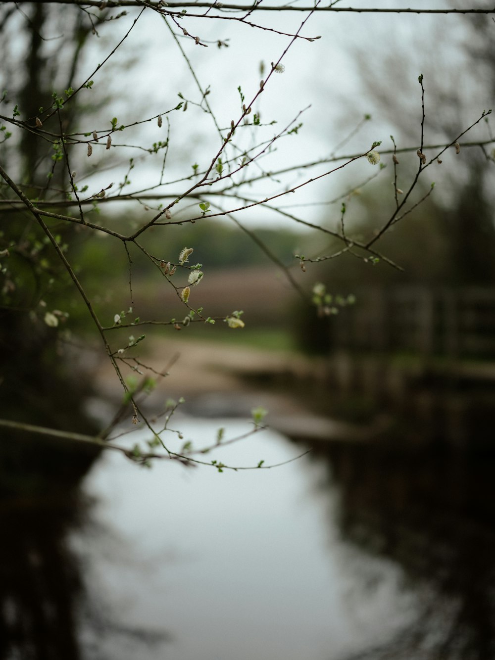 a tree branch with small white flowers in front of a body of water