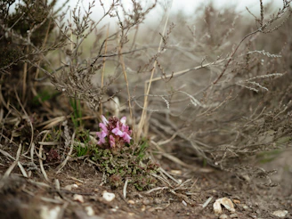 Vibrant wildflowers blooming amid Patagonian winds, capturing the delicate pulse of nature’s resilience.