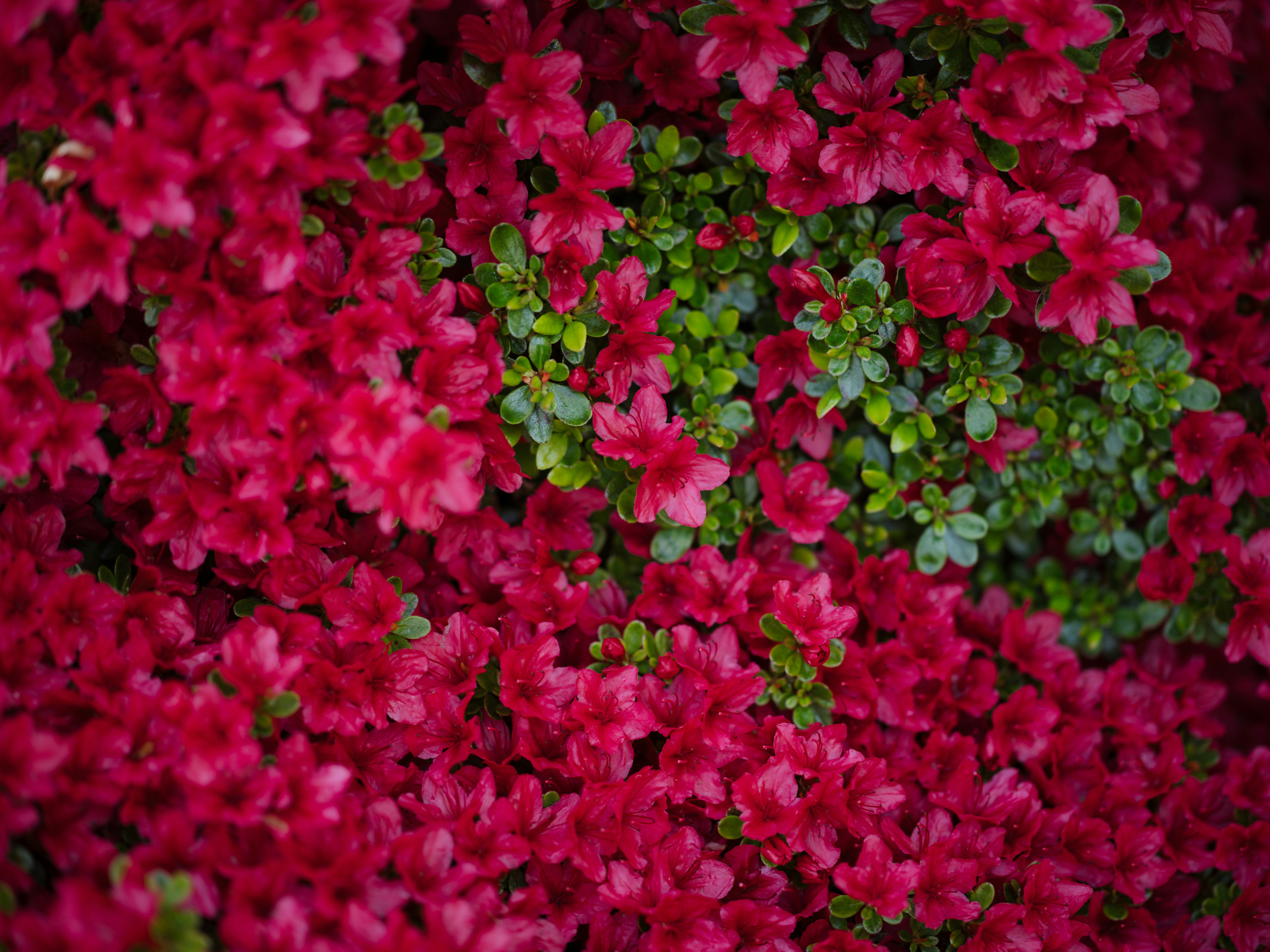 Photo by anniespratt