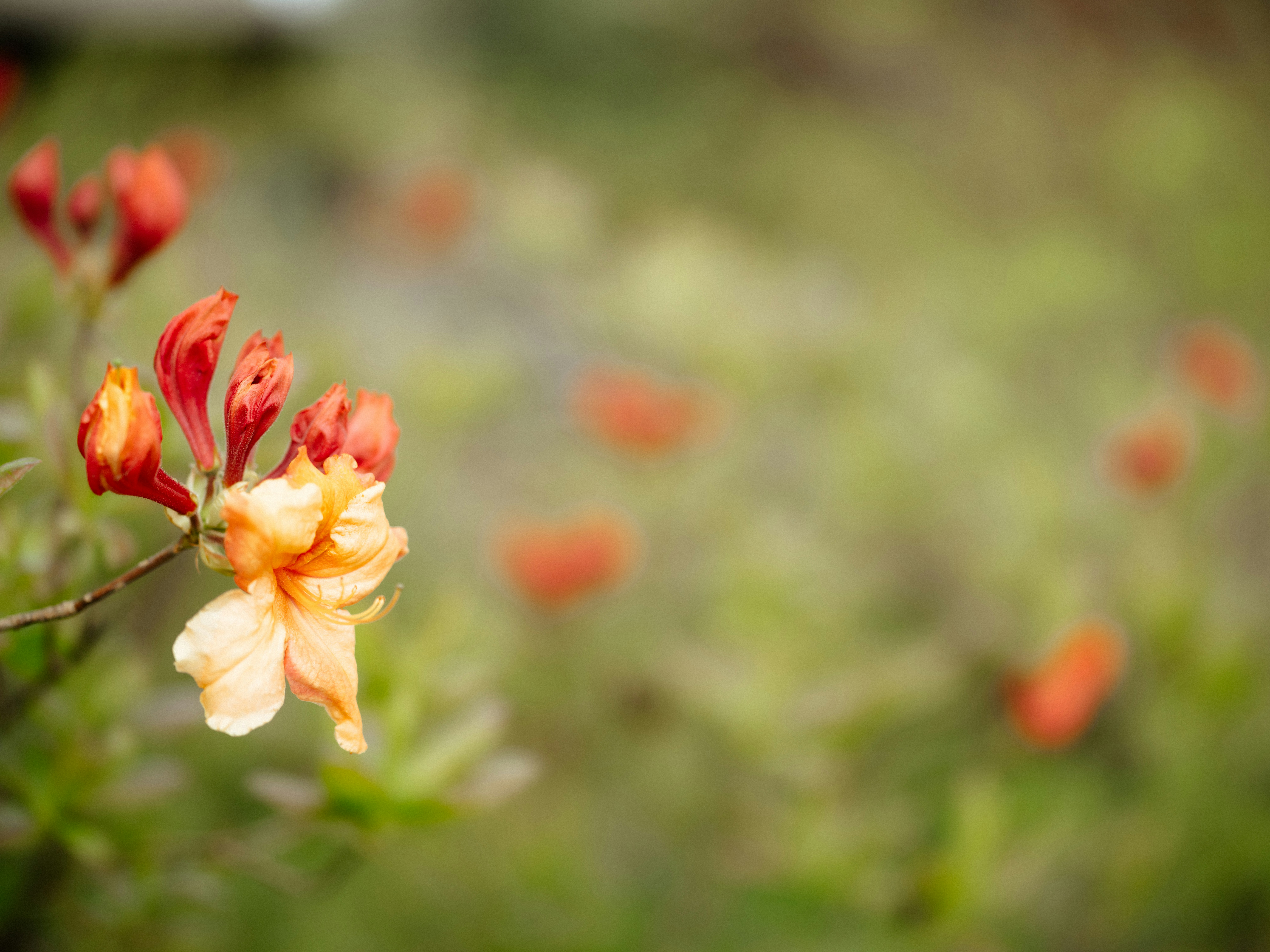 Photo by anniespratt