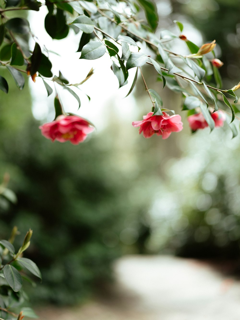 a tree filled with lots of pink flowers