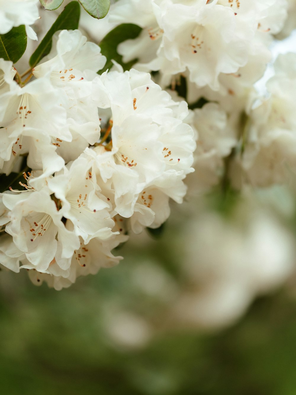 a bunch of white flowers that are on a tree