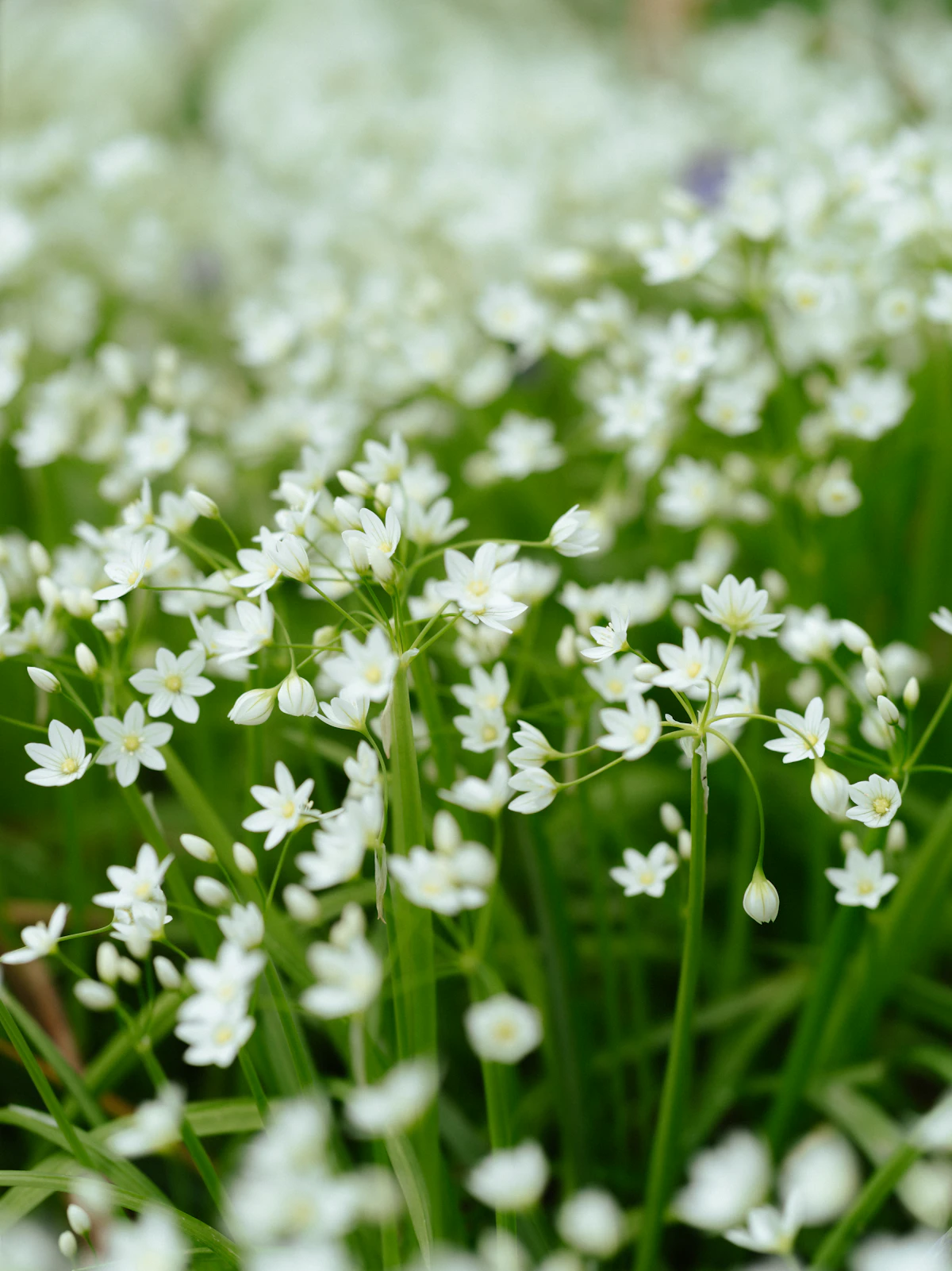 Fleurs blanches de saison cultivées en pleine terre, alternative écologique aux fleurs coupées importées