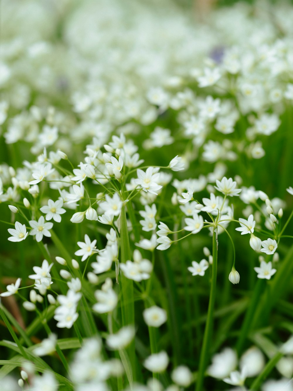 a bunch of white flowers that are in the grass