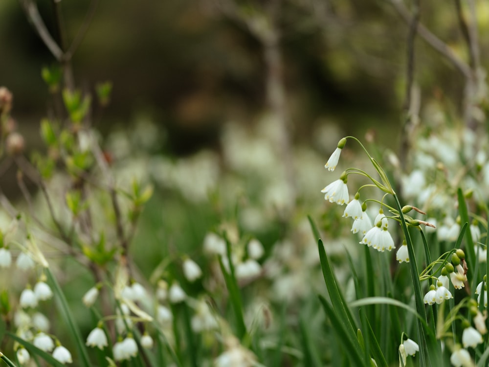 a bunch of flowers that are in the grass