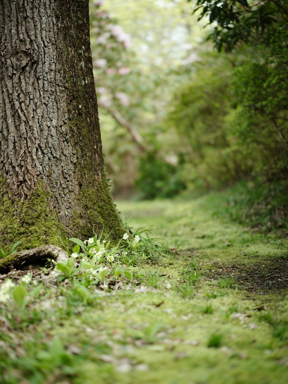 a path in the middle of a lush green forest