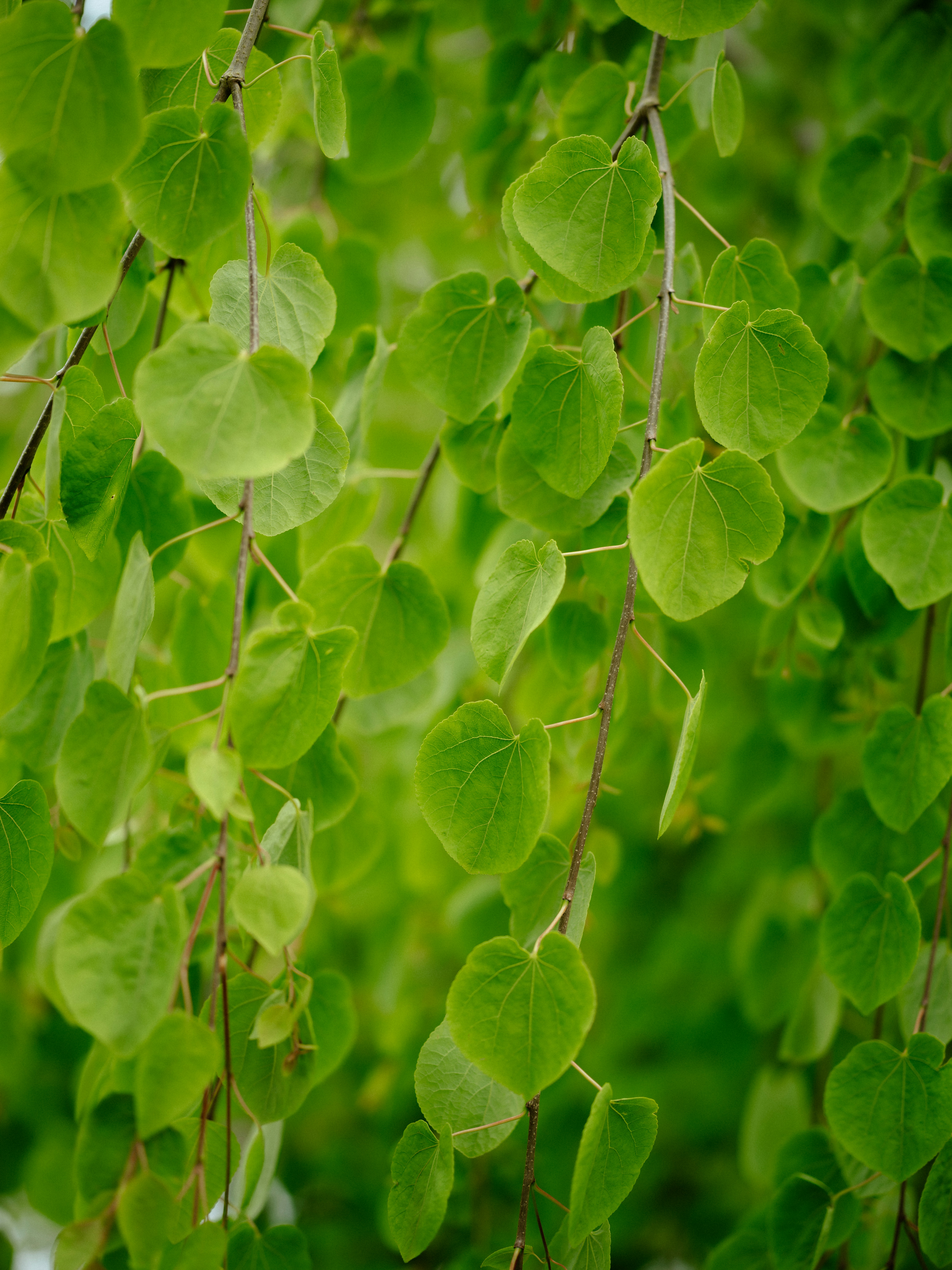 Photo by anniespratt