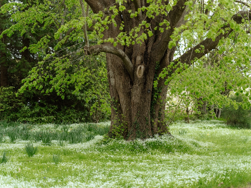 a tree in a field with grass and trees in the background