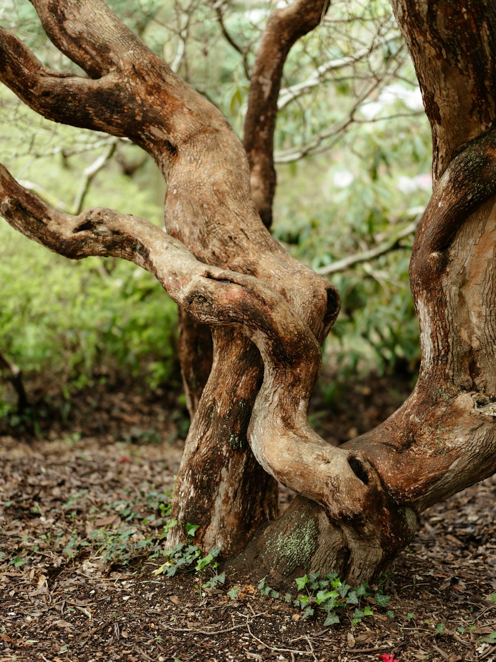 a tree with a twisted trunk in a forest