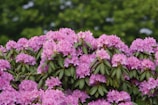 A lush cluster of vibrant pink rhododendron flowers in full bloom, surrounded by glossy green leaves. The dense foliage provides a rich, colorful display against a backdrop of blurred greenery.