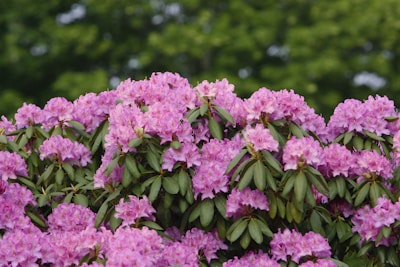 A lush cluster of vibrant pink rhododendron flowers in full bloom, surrounded by glossy green leaves. The dense foliage provides a rich, colorful display against a backdrop of blurred greenery.