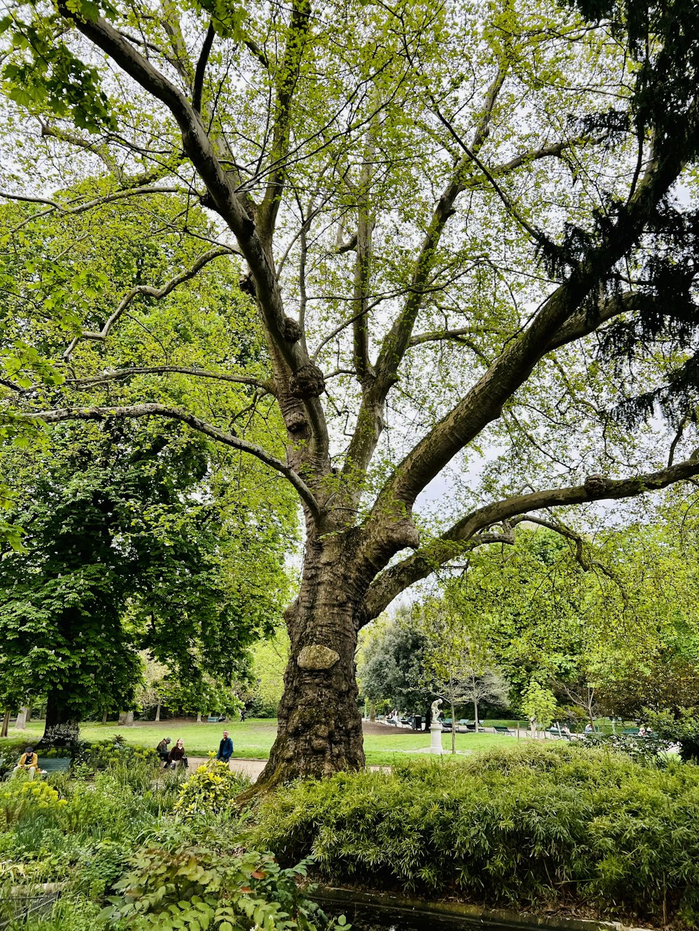 ein großer Baum mitten in einem Park