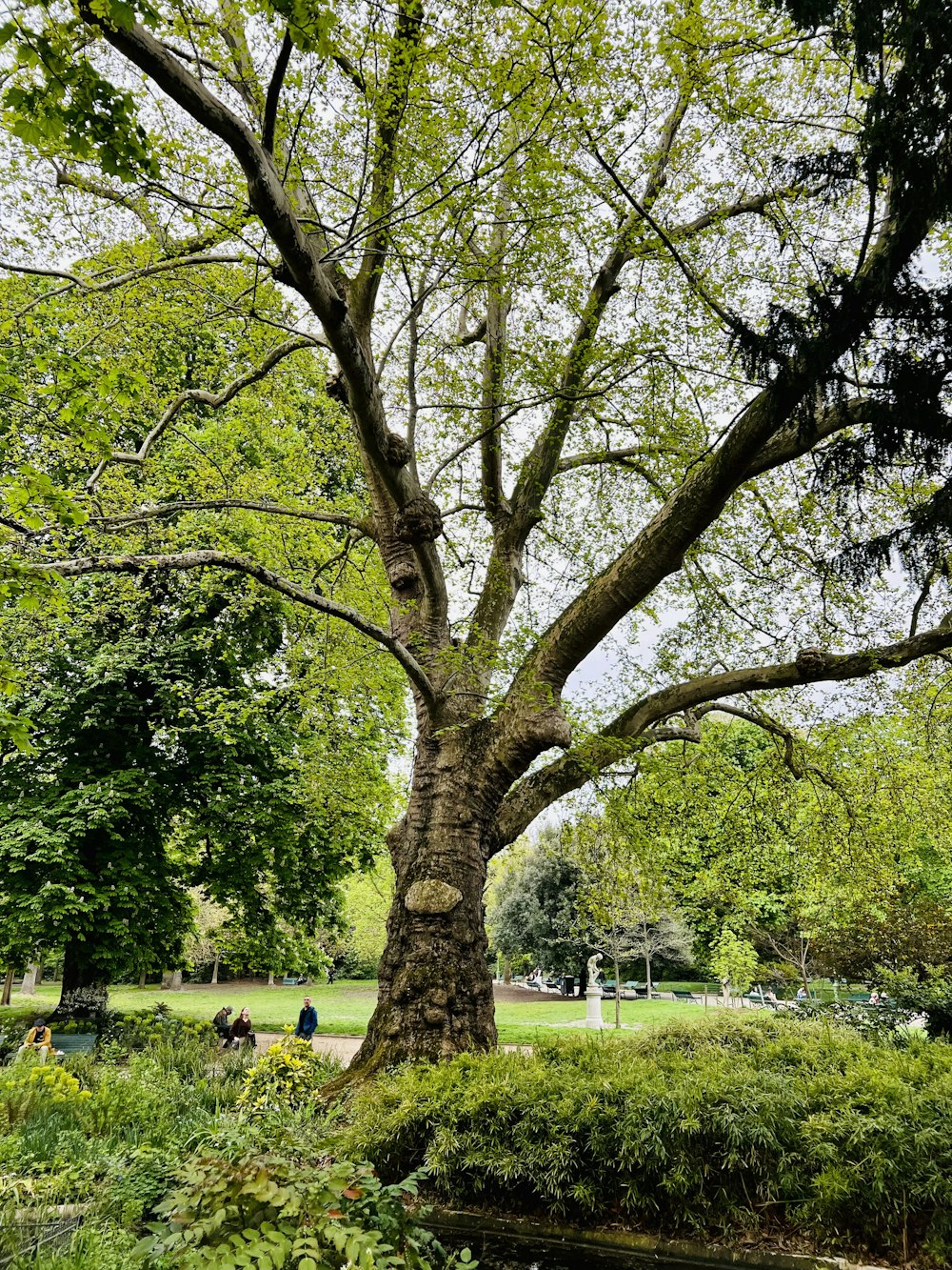 uma árvore grande no meio de um parque