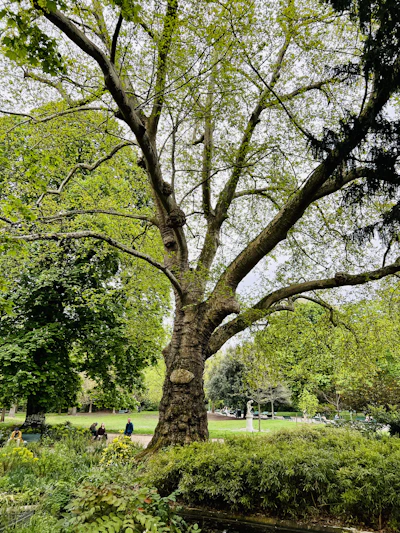 a large tree in the middle of a park