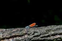 A small orange and blue insect sitting on a rock