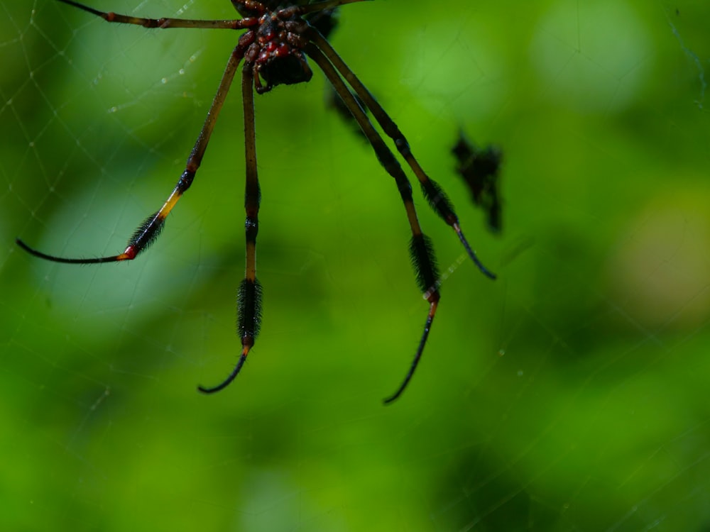 a close up of a spider on a web