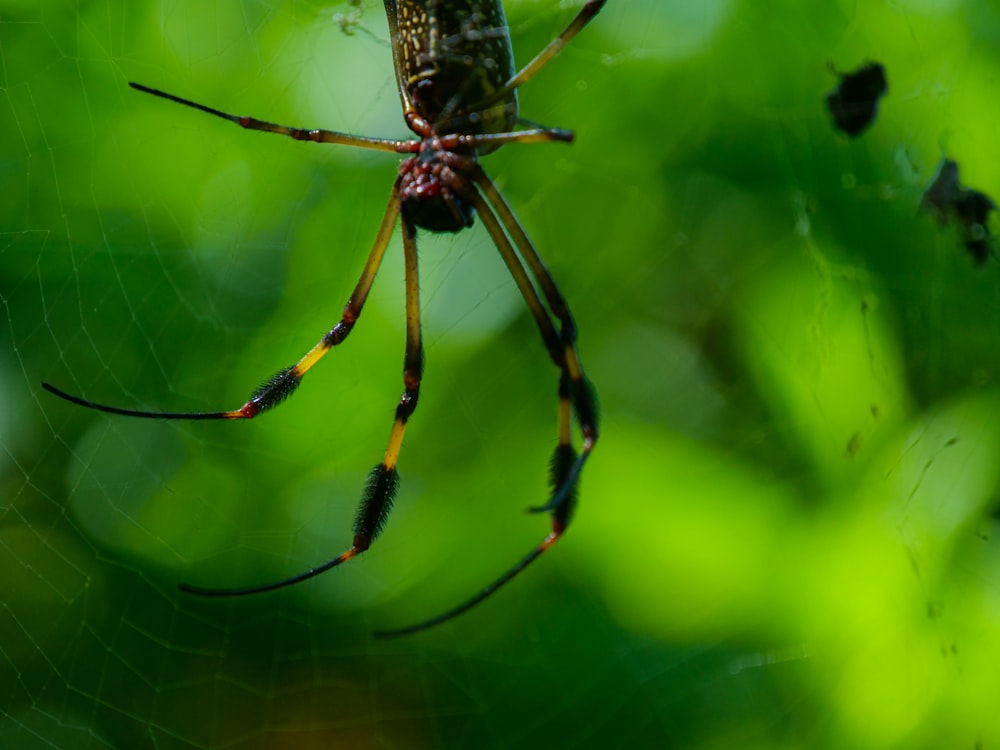 a close up of a spider on a web