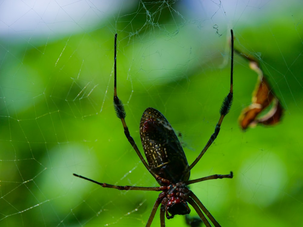 a close up of a spider on a web